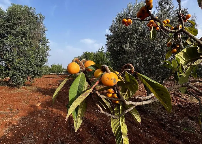 度假居 Trullo Teresa