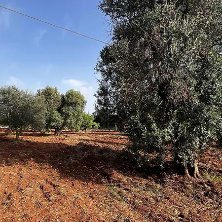 Trullo Teresa 펜션 세글리에 메사피카